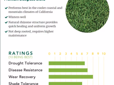 100% MEZCLA BLUEGRASS PREMIUM