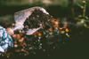 Sod vs. Artificial Turf: Cost, Maintenance, and Which to Choose