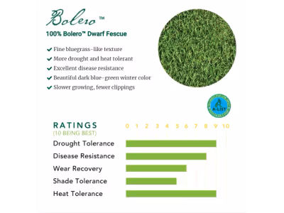 Fescue Enano Bolero™ (Bolero™ Dwarf Fescue)