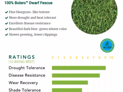 Fescue Enano Bolero™ (Bolero™ Dwarf Fescue)