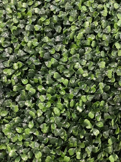 Dark Green Ivy