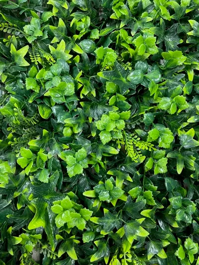 Variegated Ivy