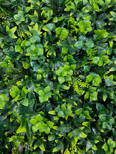 Variegated Ivy